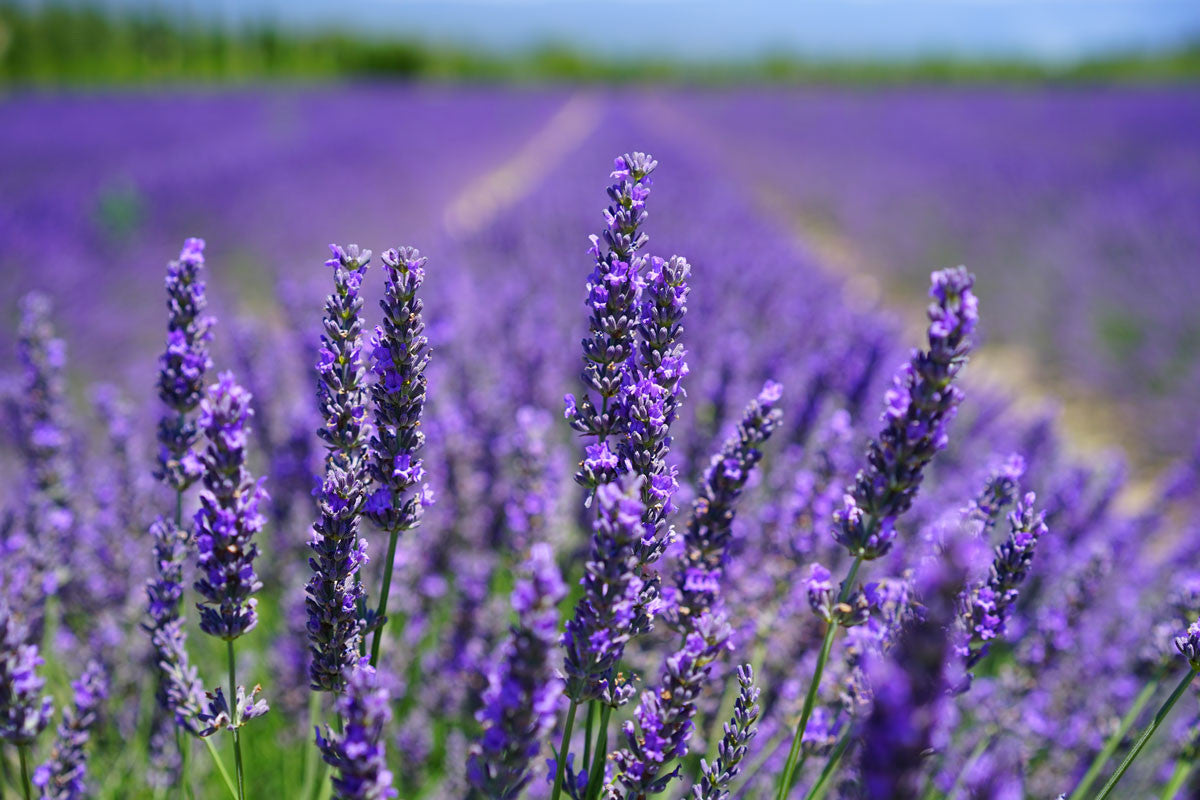 Three Uses for Lavender Oil